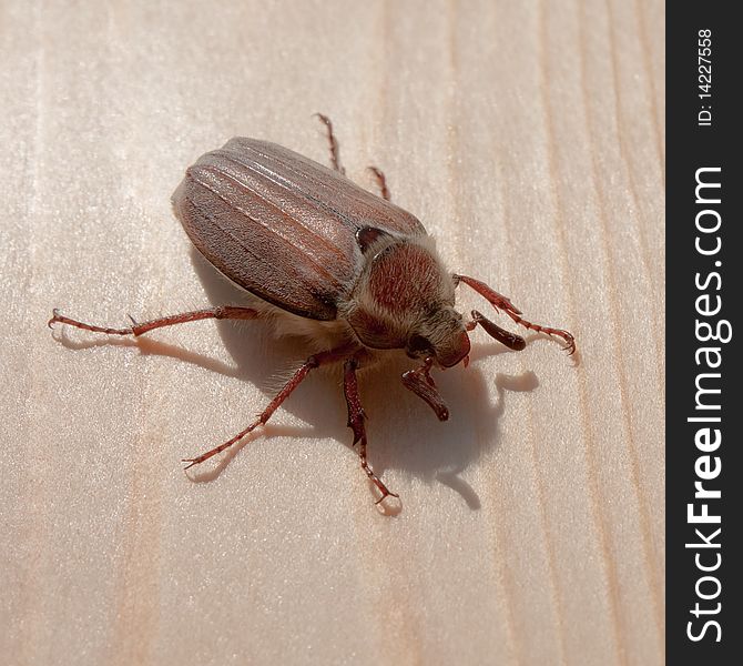 Cockchafer on the Wood under the Sunlight