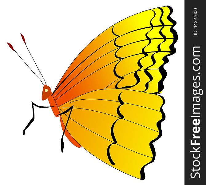 Vector colored illustration of butterfly