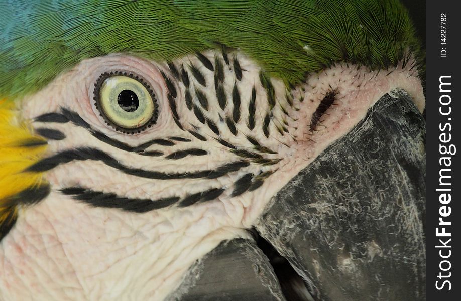 Image of a macaws face