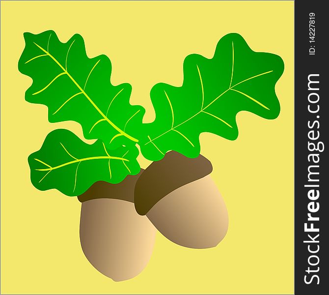 Vector colored illustration of acorns