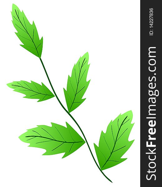Vector colored illustration of leaves