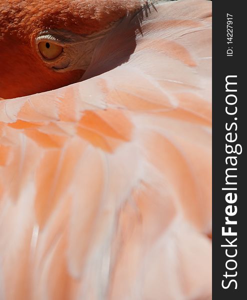 Image of a pink flamingo resting its head in its feathers with focus on its eye.