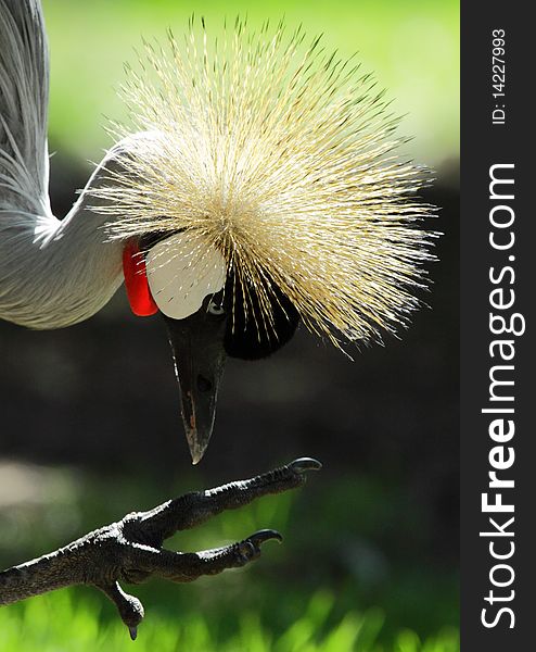 A crowned crane seemingly pecking at its foot. A crowned crane seemingly pecking at its foot.