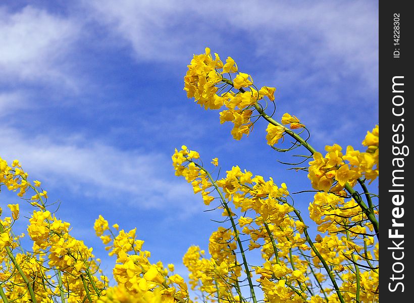 A yellow colza flower in a blue sky