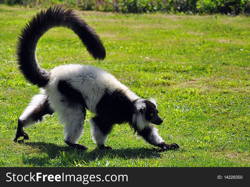 A madagascar lemur on the green and his tailed standing right