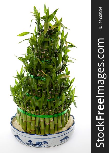 Bamboo tree, decorative plant against a white background