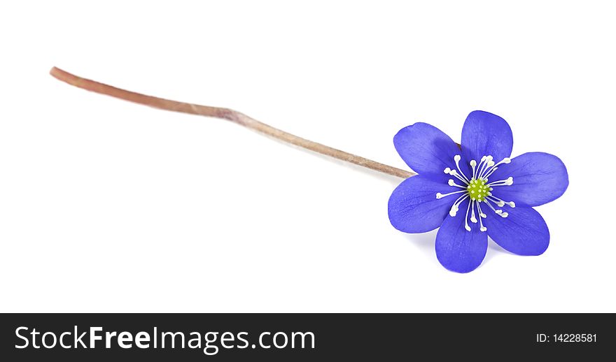 Liverleaf isolated on white background. Macro photo.