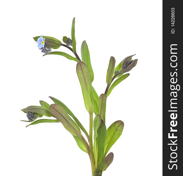 Field Forget-me-not (Myosotis arvensis) isolated on white background.