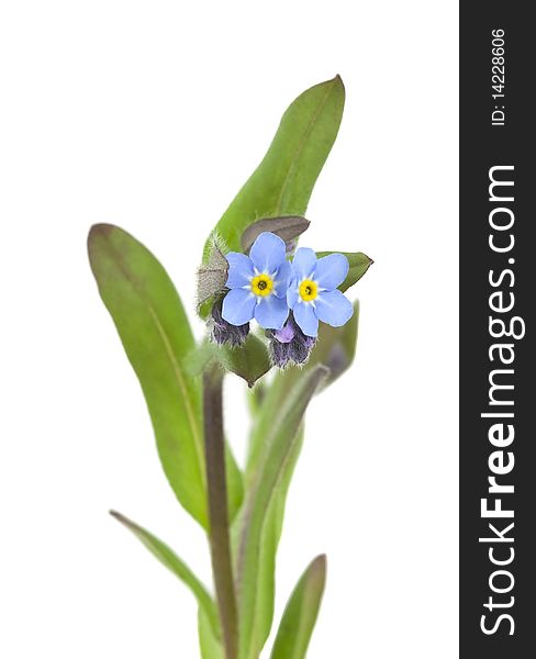Field Forget-me-not (Myosotis arvensis) isolated on white background.