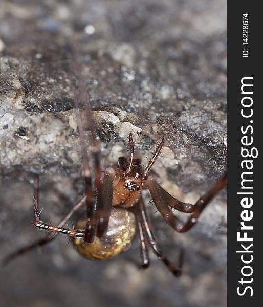 European cave spider (Meta menardi) Macro photo.