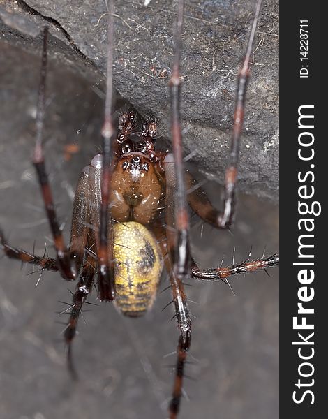 European cave spider (Meta menardi) Macro photo.