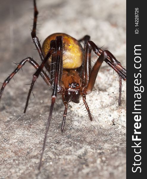 European cave spider (Meta menardi) Macro photo.