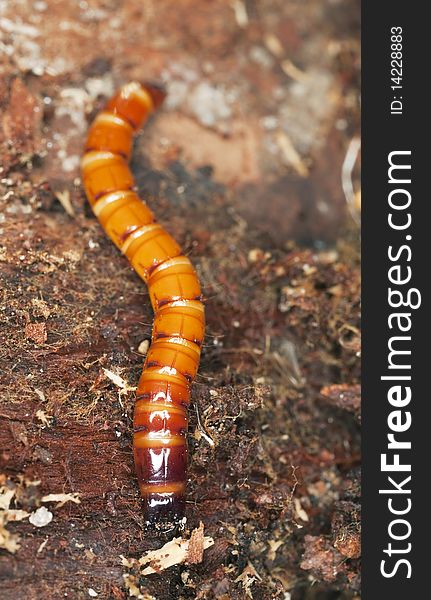 Click beetle larvae. Extreme close-up