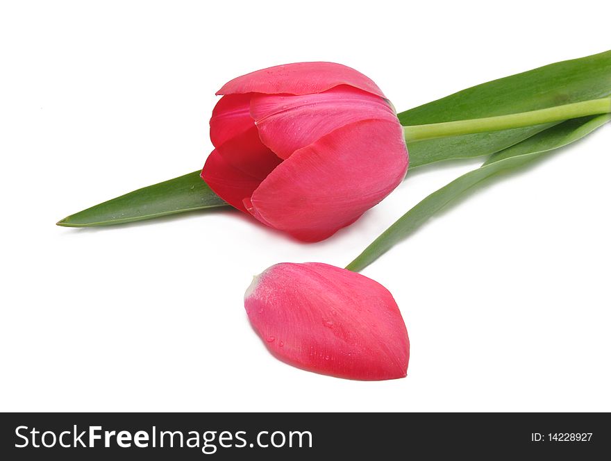 Fotogorafiya of red tulip on a white background