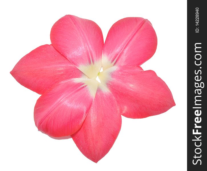 Picture of petals of tulip of laid out as a flower on a white background. Picture of petals of tulip of laid out as a flower on a white background