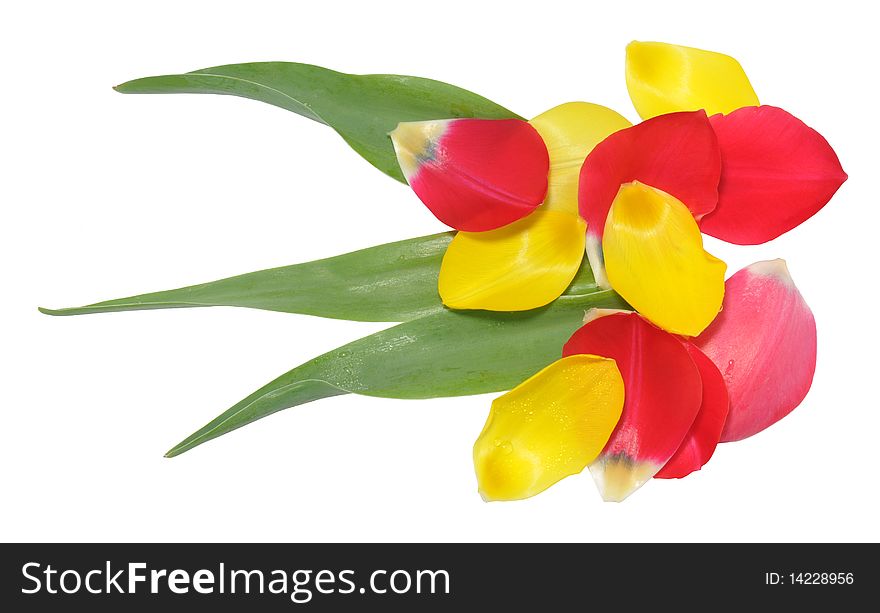 Picture of petals of tulip laid out as a flower on a white background. Picture of petals of tulip laid out as a flower on a white background