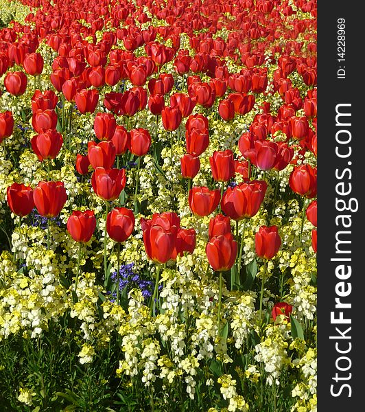 Some red Tulips growing in a flowerbed.