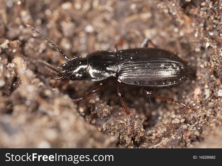 Small Ground beetle. Macro photo.