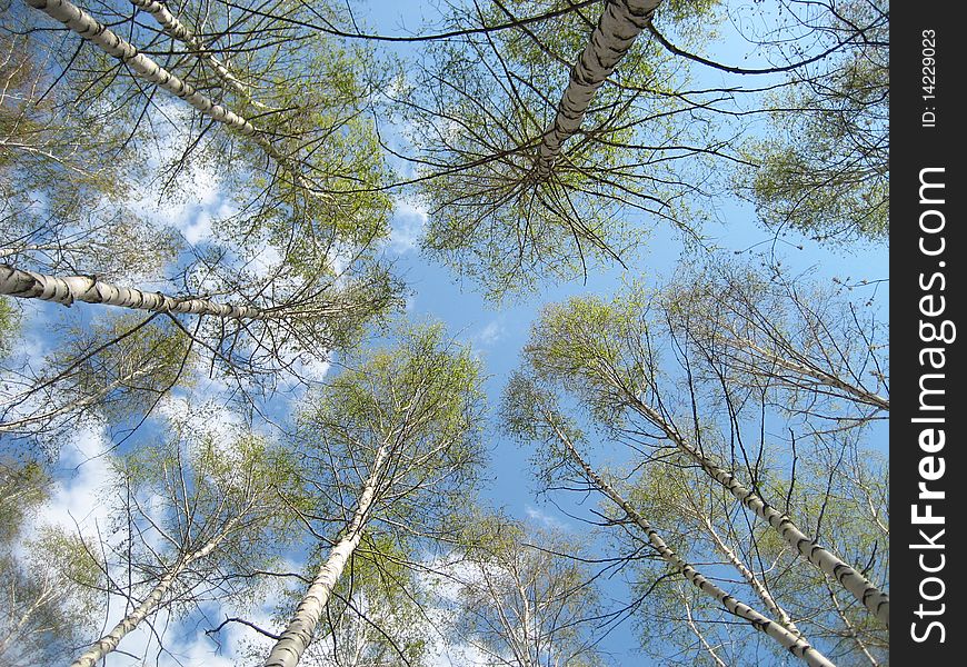 The tops of birch trees against the sky