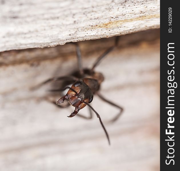 Ant solder guarding the nest. Macro photo.