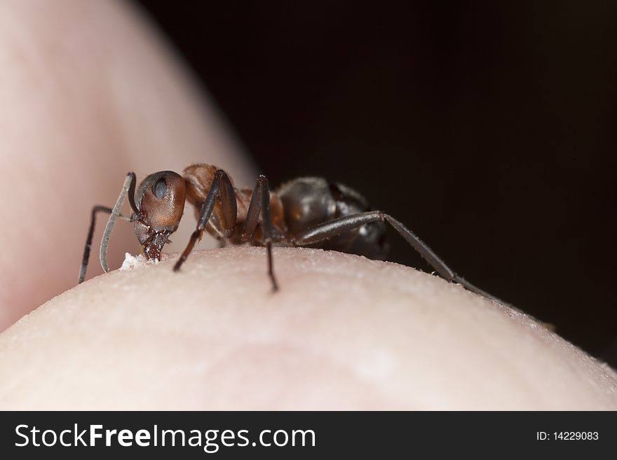 Angry ant biting finger. Extreme close-up with high magnification.