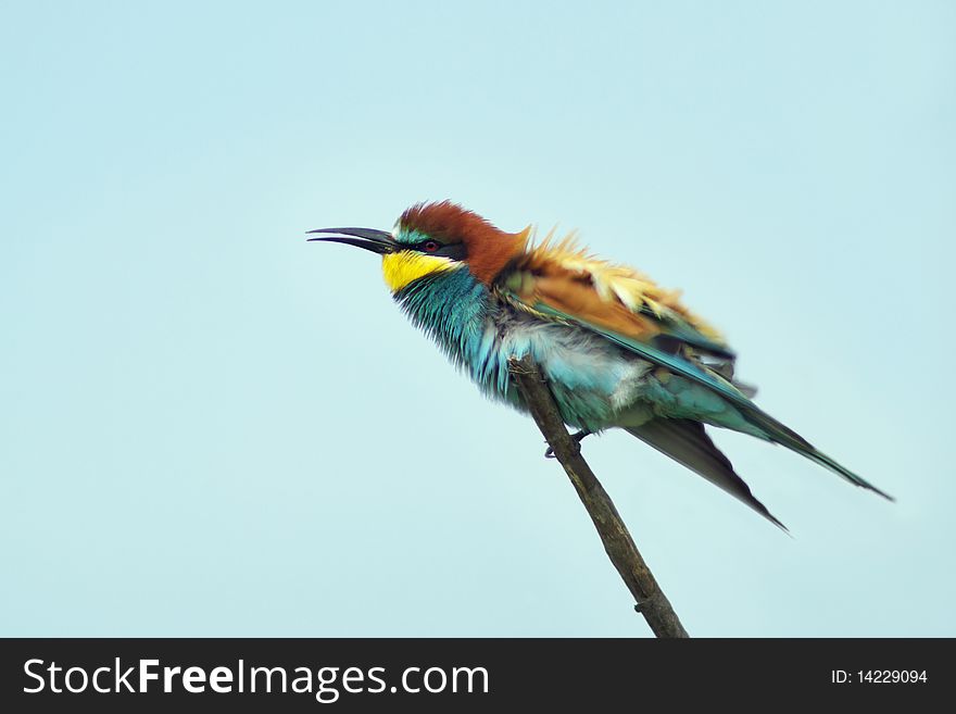 European bee eater on branch