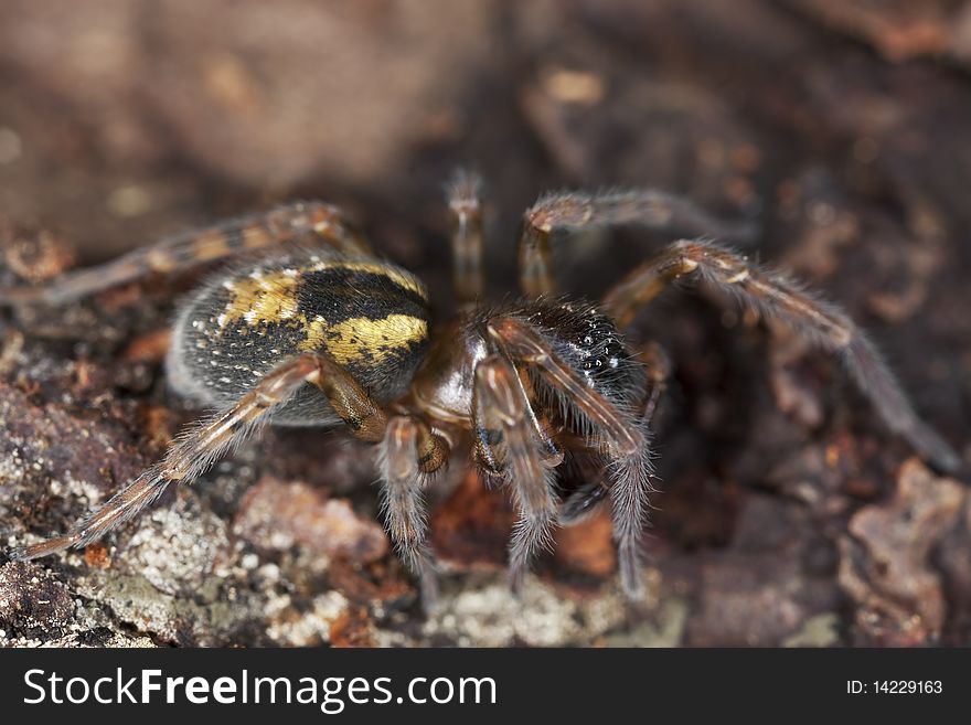 Hunting spider on ground. Macro photo.