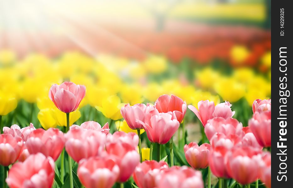 Flower bed of beautiful tulips, during the season of spring