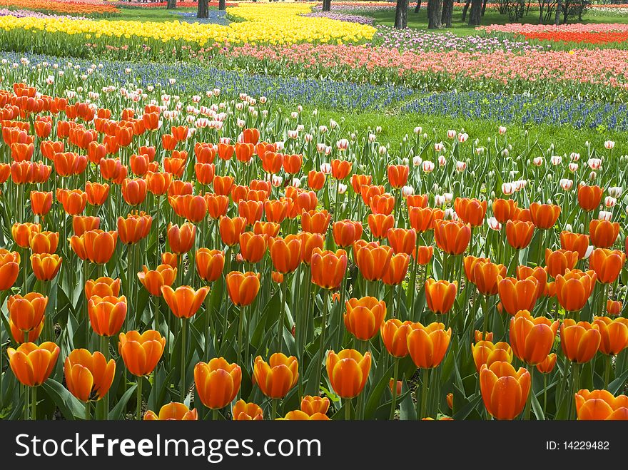 Flower Bed Of Beautiful Tulips
