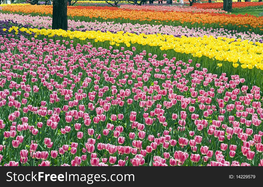 Flower Bed Of Beautiful Tulips