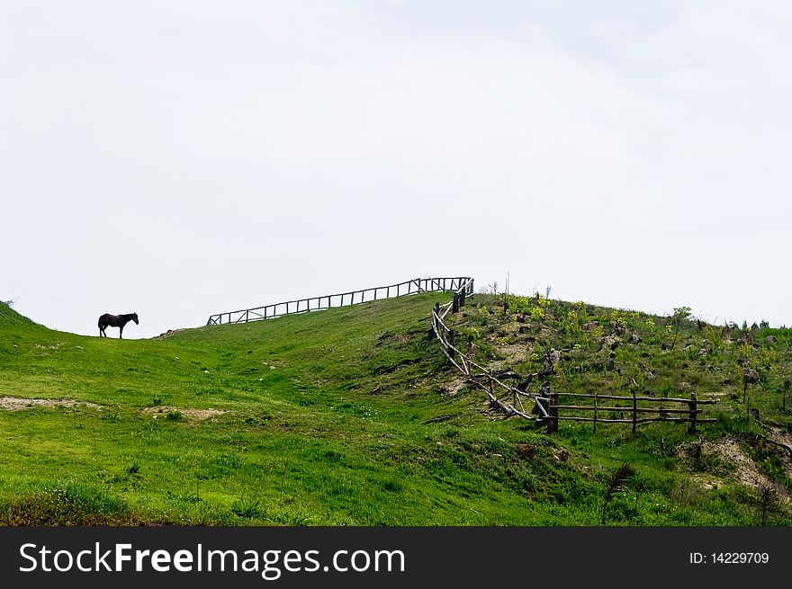 Free horse grazing horizon. Silhouette of a horse and a fence in sight.
