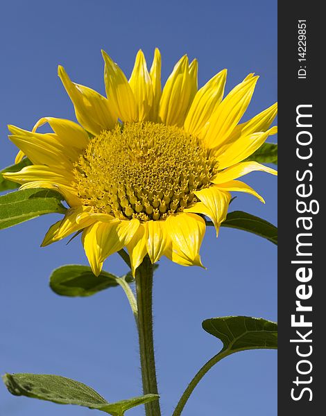 Sunflower Stem Bloom In Summer