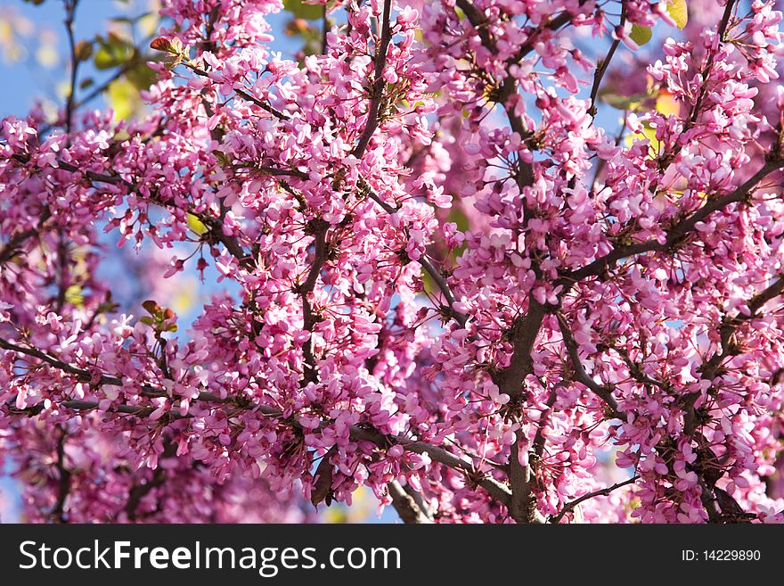 Flowering branches of pink acacia. Flowering branches of pink acacia