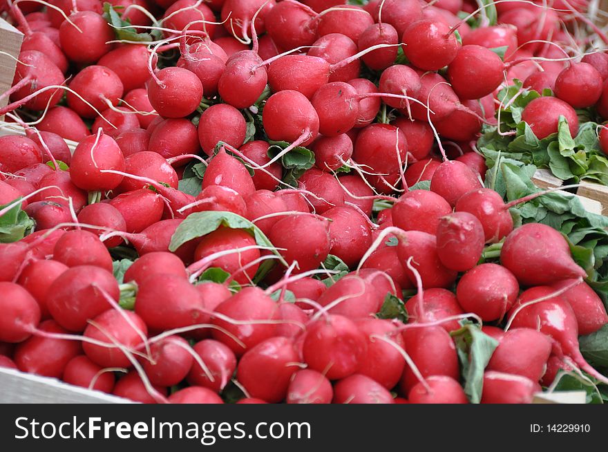 Spicy Red radishes on full format. Spicy Red radishes on full format