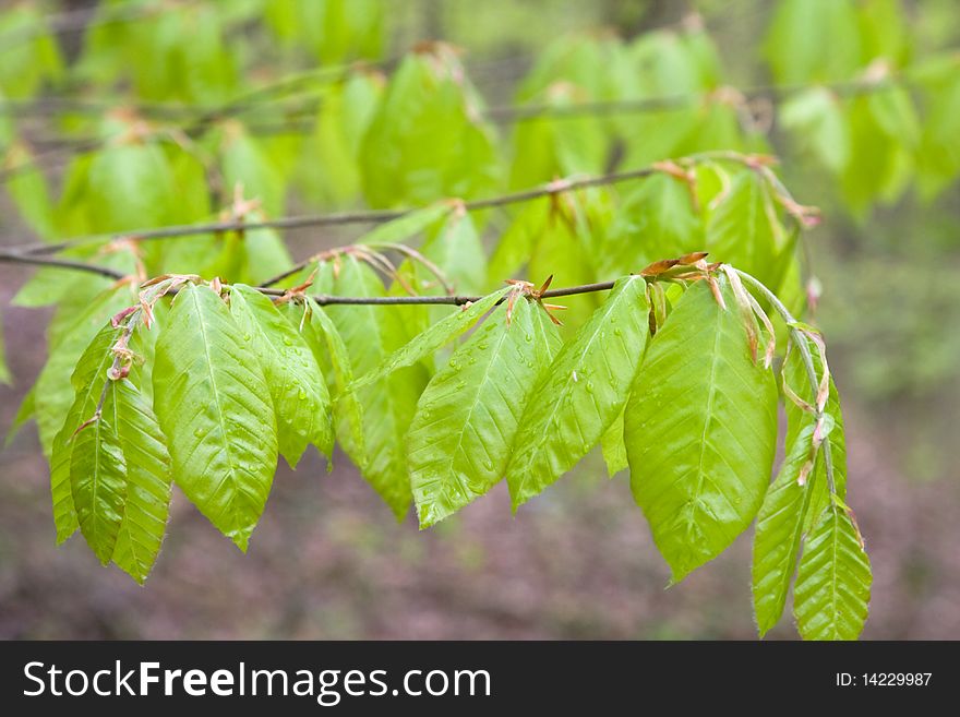 Spring Branch With New Young Leaves