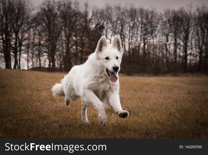White swiss shepherd dog, who is running in front of forest. It is in czech republic in rocks Kourim.