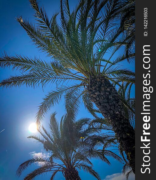 Palm trees in a dreamlike environment and Blue sky