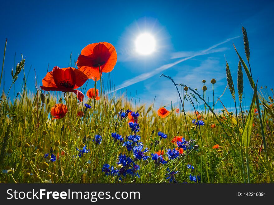 Red Poppies In A Cornfield In The Sunshine