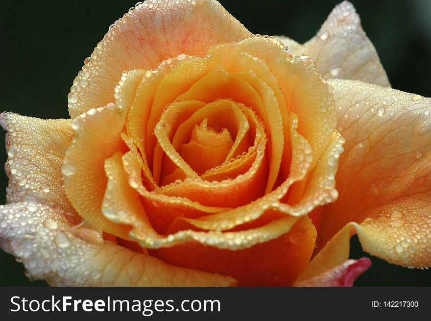 Orange Rose In The Morning Dew