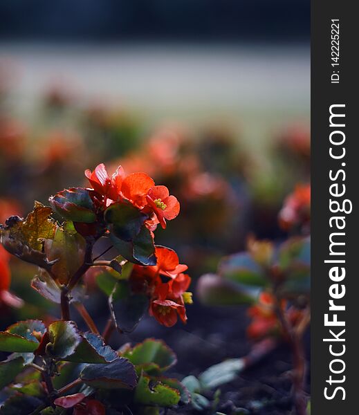 On the flower bed grows blooming begonia with scarlet petals. On the flower bed grows blooming begonia with scarlet petals