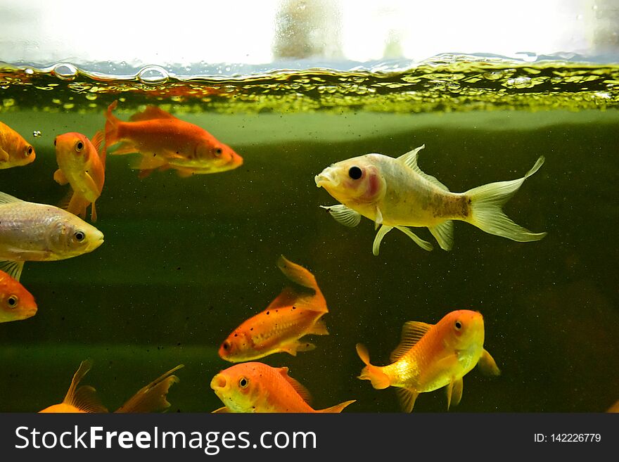 Freshwater aquarium fish, goldfish from Asia in aquarium, carassius auratus