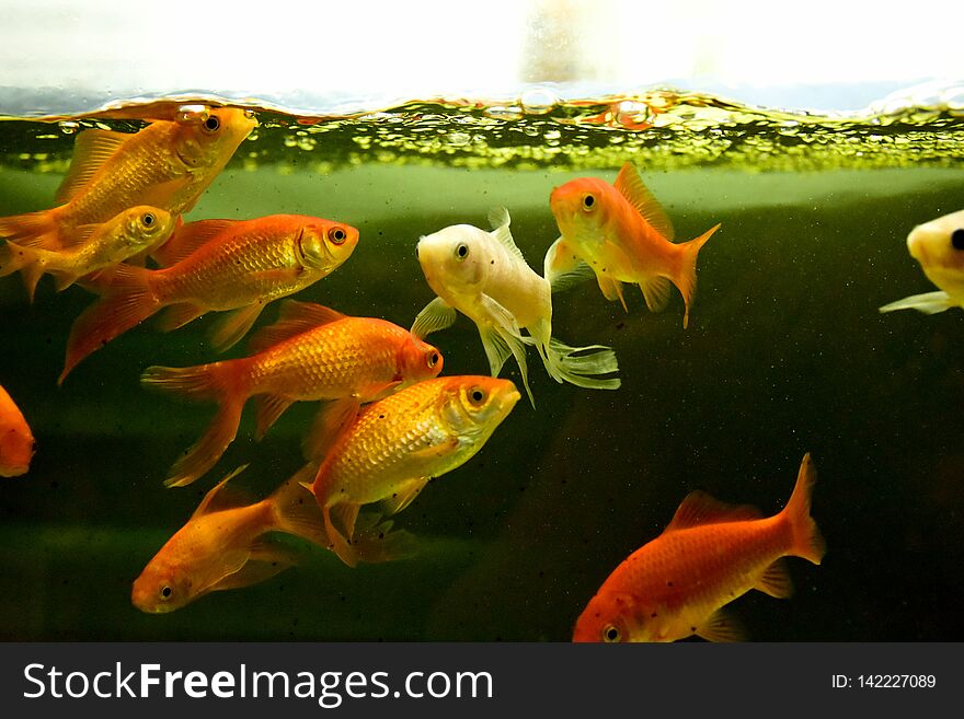 Freshwater aquarium fish, goldfish from Asia in aquarium, carassius auratus, calico, lion head bubble eye mutation and more