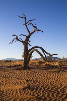 Large Dead Camel Thorn Tree In The Sand Royalty Free Stock Photo