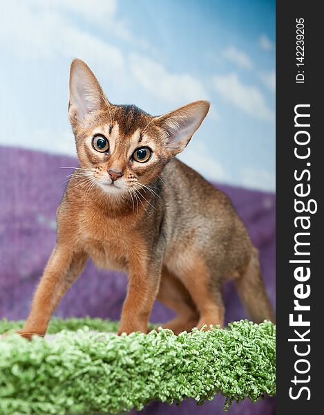 Close-up portrait  cute Abyssinian  kitten  sits  front view and looking