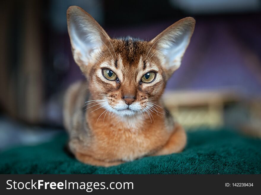 Close-up portrait  cute Abyssinian  kitten lies front view, and looking