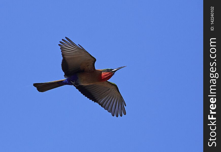 Red-throated bee-eater in flight with blue skies in the background. Red-throated bee-eater in flight with blue skies in the background