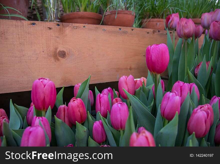 Colorful Fresh Spring Tulips Flowers Nature Landscape Background. Natural Light Selective Focus. Colorful Fresh Spring Tulips Flowers Nature Landscape Background. Natural Light Selective Focus