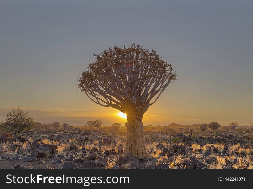 Sun starburst at the quiver tree Namibia