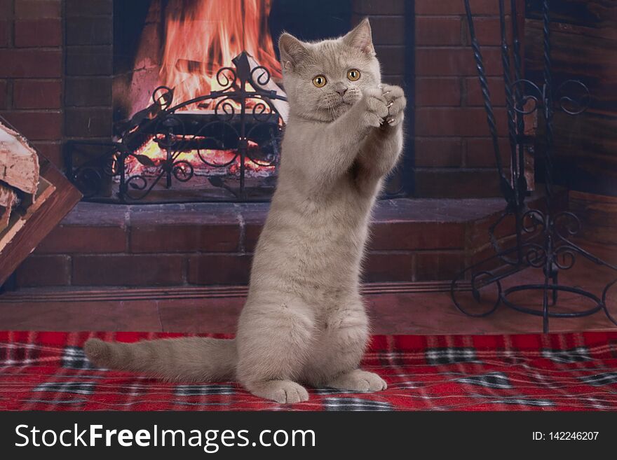 British cat on fireplace background.