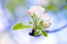 Apple Inflorescence Stock Images Apple Inflorescence Stock Images